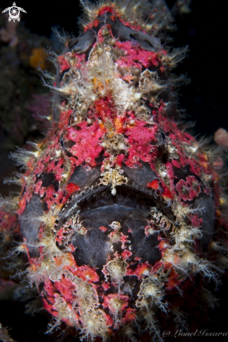A Frogfish