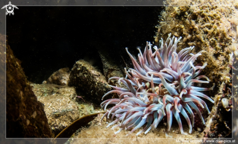 A Actiniaria | Anemone