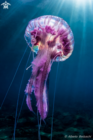 A Pelagia Noctiluca