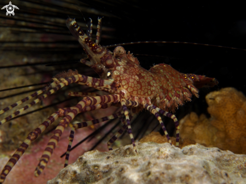 A Marbled shrimp