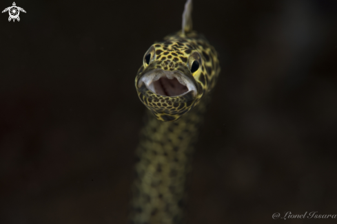 A Garden Eel 