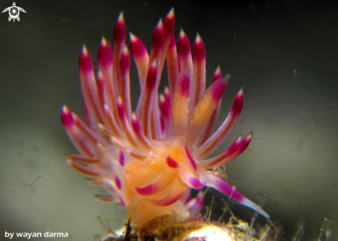 A Flabellina expotata 