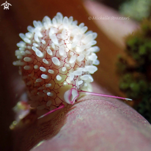 A Margovula bimaculata | Banded Ovulid