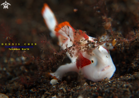 A Frog Fish