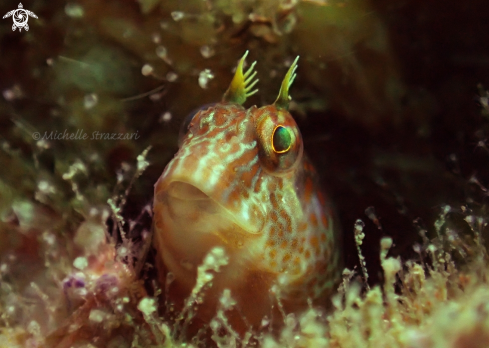 A Horned Blenny