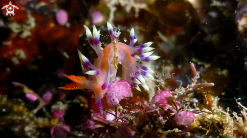 A Flabellina exoptata