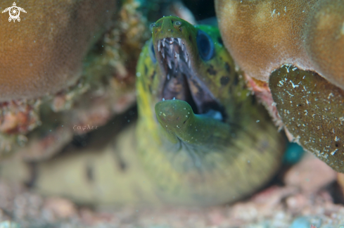 A Moray Eel 