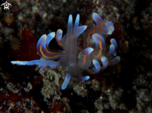 A Nudibranch