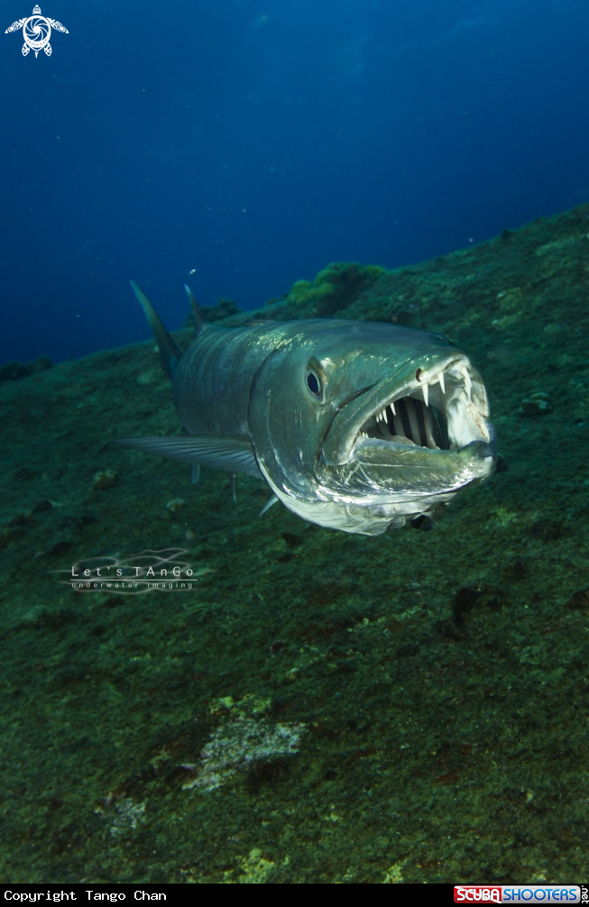 A Giant Barracuda