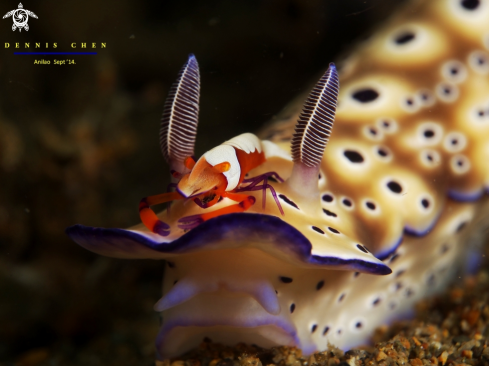 A Imperial shrimp (Periclimenes imperator) on Hypselodoris tryoni