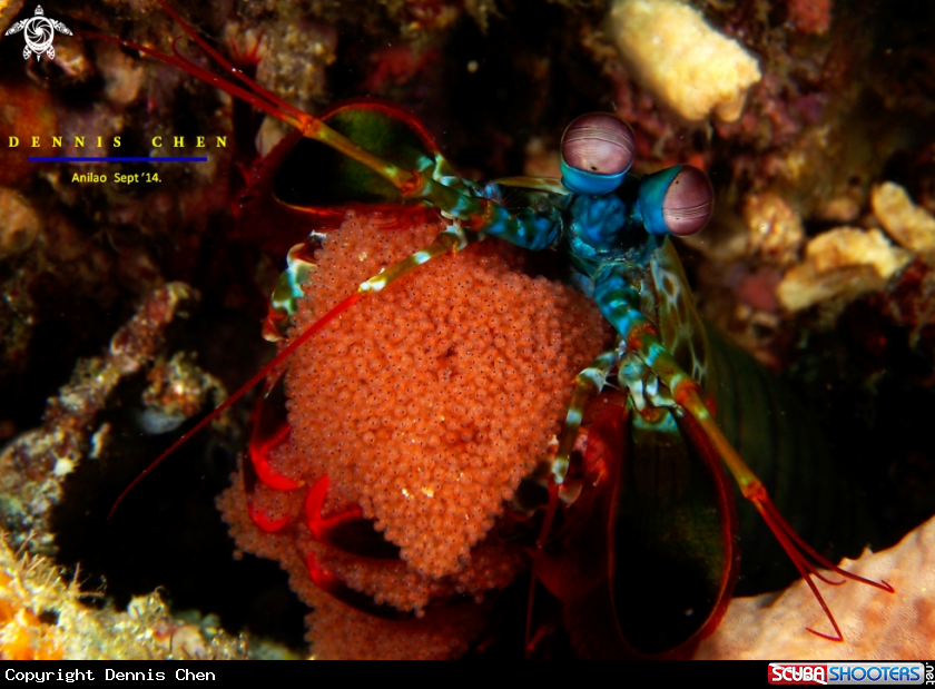 A Mantis shrimp (Odontodactylus scyllarus)