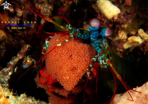 Mantis shrimp (Odontodactylus scyllarus)