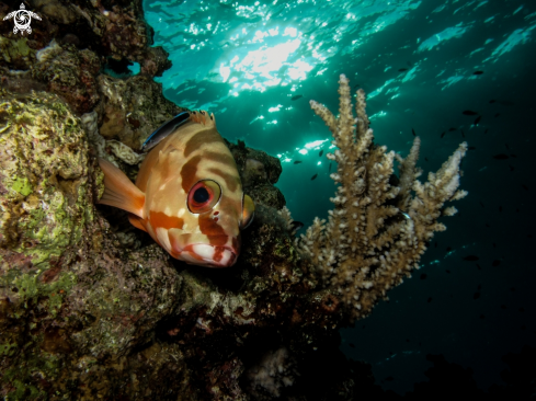 A coral grouper