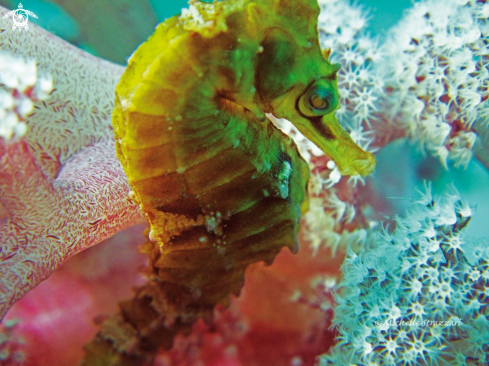 A Hippocampus whitei | White's Sea Horse