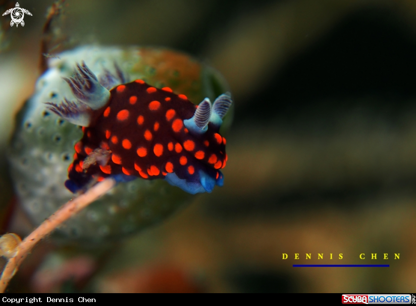 A Red-spotted Nembrotha sp