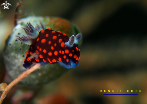 A Red-spotted Nembrotha sp