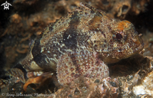 A Gymnapistes marmoratus | Cobbler