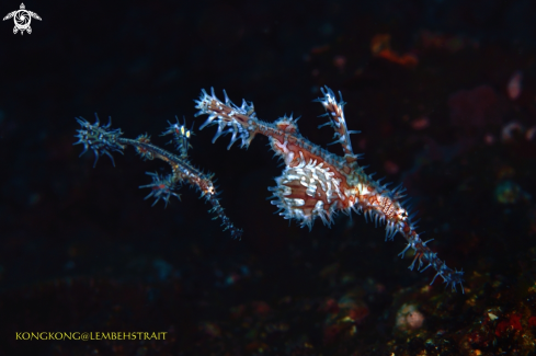 A Ghostpipe Fish