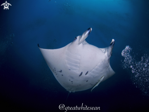 A Manta Ray