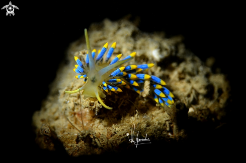 A Cuthona caerulea | Cutona azzurra