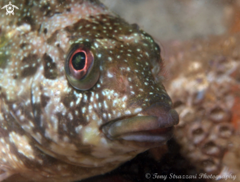 A Kelpfish