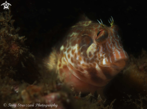 A Parablennius intermedius | Horned blenny