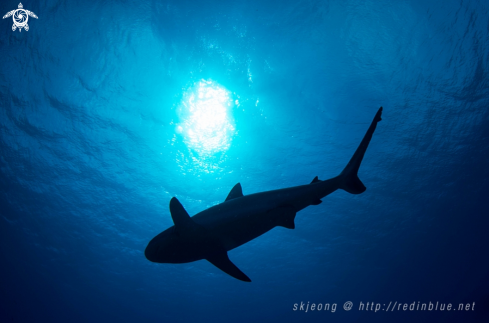 A Gray reef shark