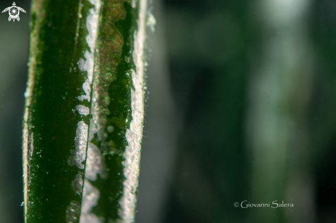 A Posidonia oceanica | Posidonia