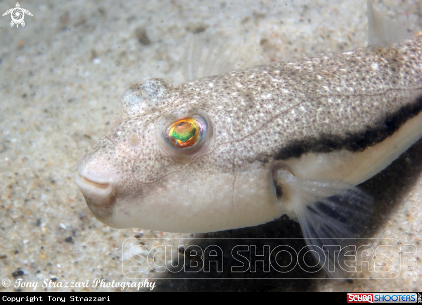 A Common toadfish