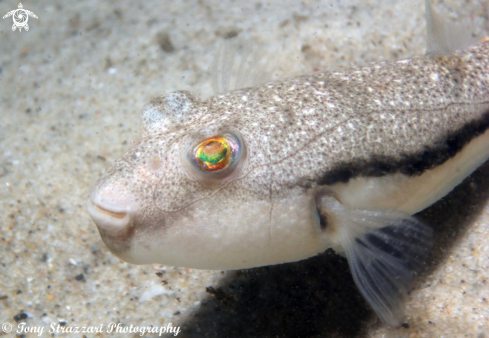 A Common toadfish