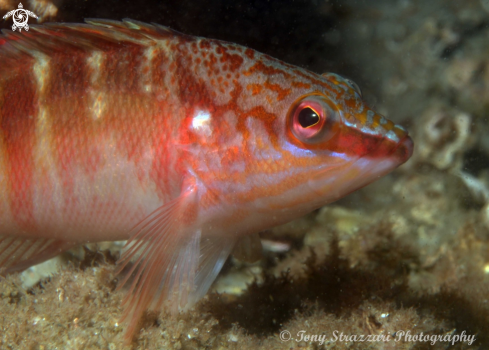 A Hypoplectrodes maccullochi | Half-banded sea perch