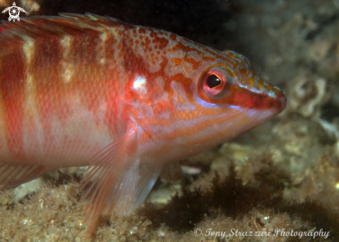 A Half-banded sea perch