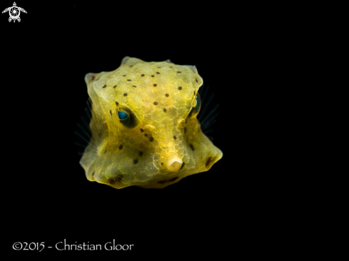 A Juvenile  yellow boxfish