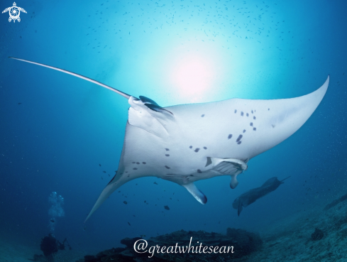 A Manta Alfredi | Manta Ray