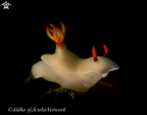A Hypselodoris bullocki | Nudibranch