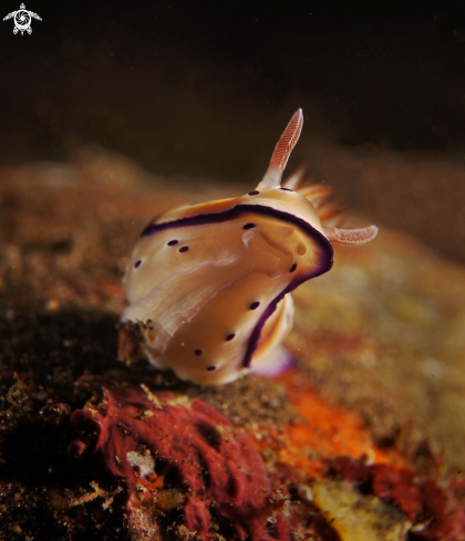A Hypselodoris tryoni  | Nudibranch