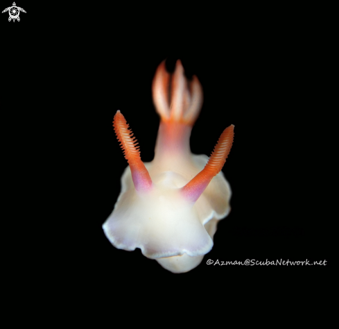 A Nudibranch