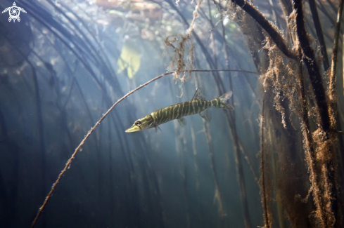 A underwater creature