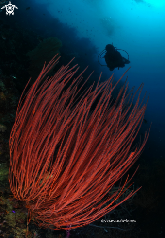 A Red Coral