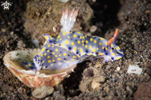 A Hypselodoris infucata