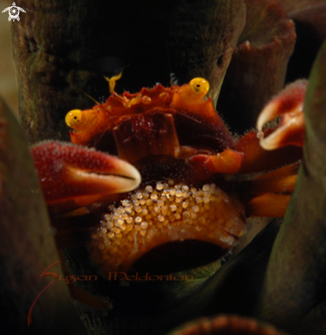 A Black Coral Crab holding egg