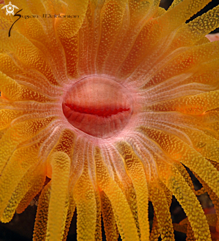 A Anemone | Anemone