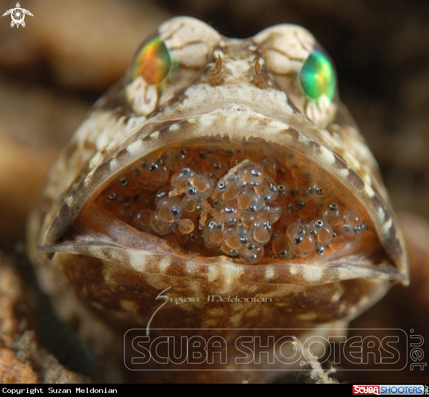 A Banded Jawfish -male