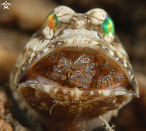 A Opistognathus macrognathus | Banded Jawfish -male