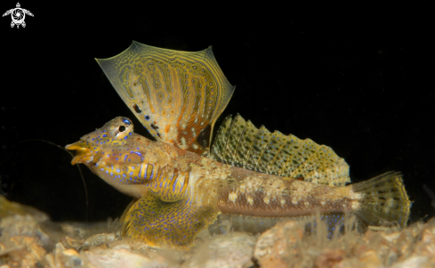 A Paradiplogrammus bairdi | Lancer's Dragonet