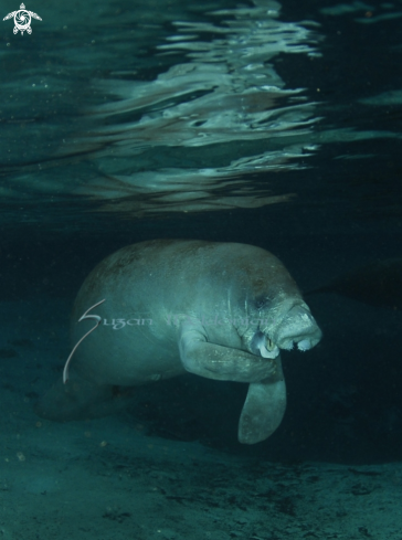 A West Indian Manatee | Manatee