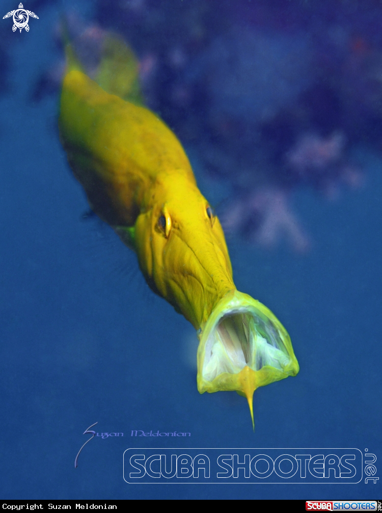 A Trumpet fish
