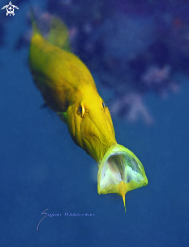 A Aulostomus chinensis, (xanthic variation) | Trumpet fish