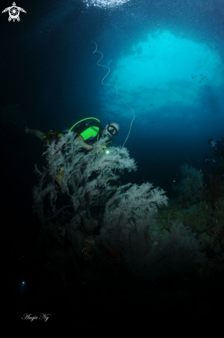 A (Possibly) Black Coral.