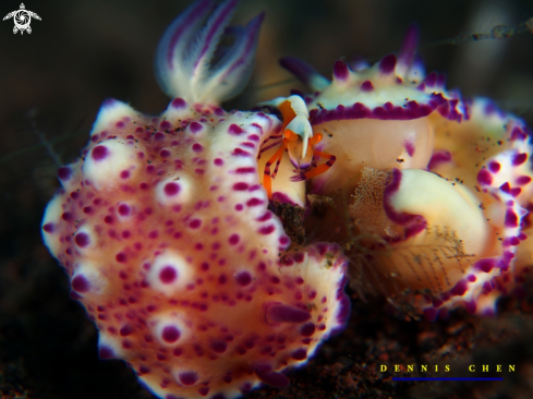 A Mexichromis Multituberculata with Eggs &  Emporeror Shrimp Periclimenes Imperator